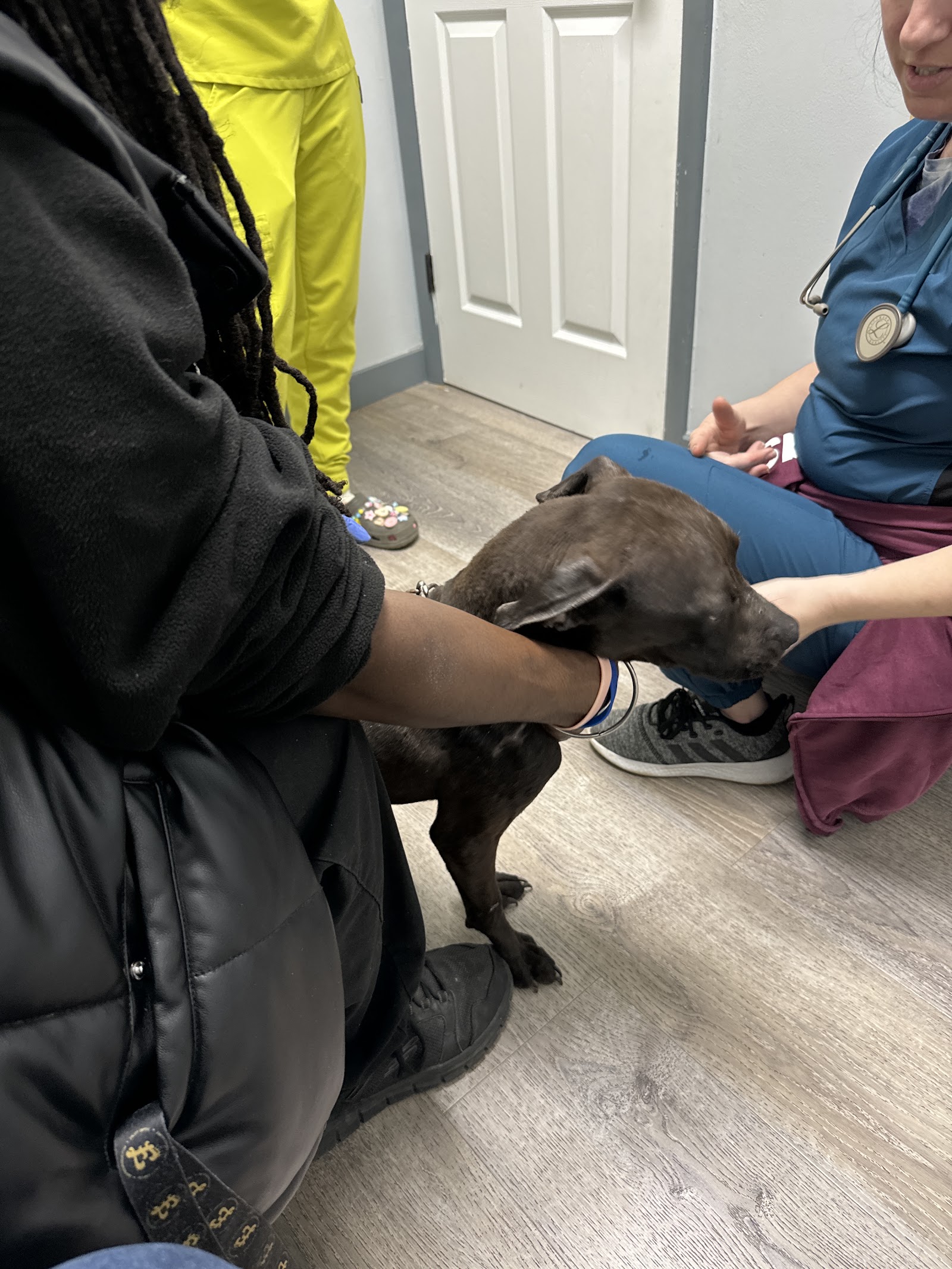 Five Mile Animal Hospital in Redford Township