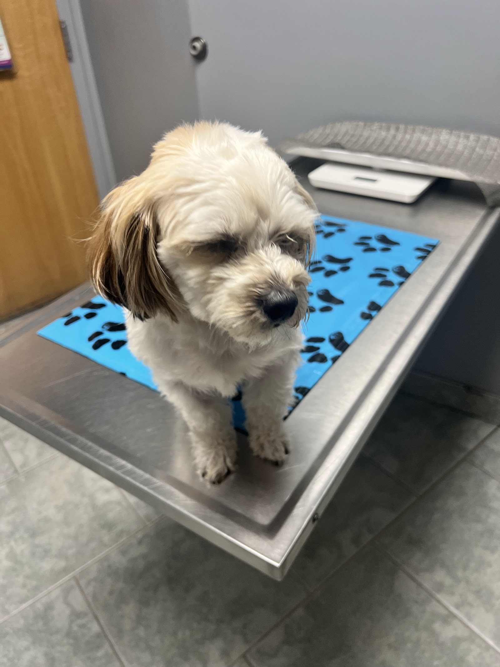 VCA Beech Road Animal Hospital — photo